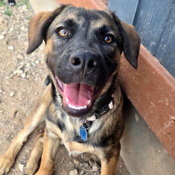 Rescue Mixed Breed Dogs for Adoption in Moab, Utah - Helly R. | PetCurious