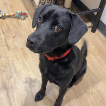 Buster the Trained -  Black Labrador Retriever Dog for Adoption in Holly Springs, Mississippi - Buster The Trained | PetCurious