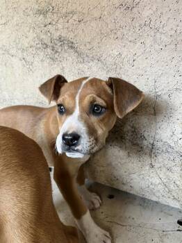 Pit Bull Terrier and Mixed Breed Dogs Available for Adoption - A471080 | PetCurious