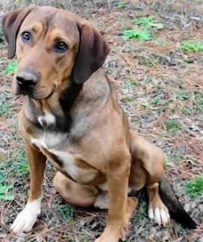 Hound Dogs Available for Adoption in Chelmsford, Massachusetts - Neptune | PetCurious