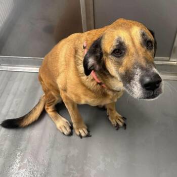 Nancee -  Mixed Breed Dog for Adoption in Fredericksburg, Virginia - Nancee | PetCurious