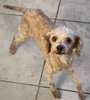 Misty -  Poodle Dog for Adoption in Alafaya, Florida - Misty | PetCurious