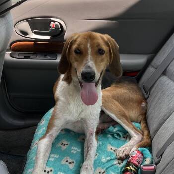 Outkast -  American Foxhound Dog for Adoption in Greensboro, North Carolina - Outkast | PetCurious