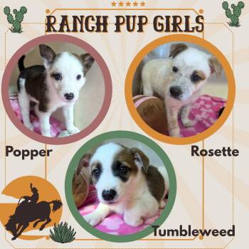 Ranch Pup Girls (Puppy) -  Cattle Dog Dog for Adoption in Lindsay, California - Ranch Pup Girls (Puppy) | PetCurious
