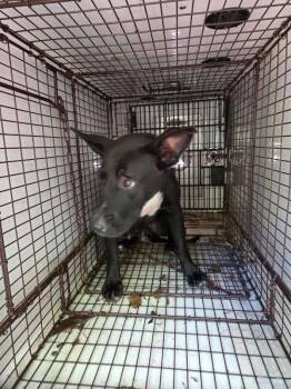 Noel -  Mixed Breed Dog for Adoption in Mobile, Alabama - Noel | PetCurious