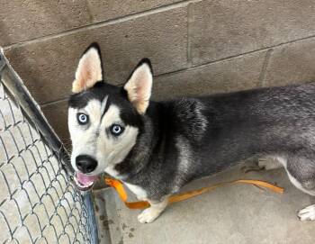 Bandit -  Husky Dog for Adoption in Clarksville, Tennessee - Bandit | PetCurious