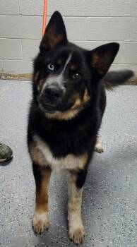 Siberian Husky and German Shepherd Dog Dogs Available for Adoption in Spring City, Pennsylvania - Scout | PetCurious