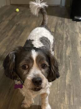 Luky -  Shih Tzu and Poodle Dog for Adoption in Milton, Georgia - Luky | PetCurious