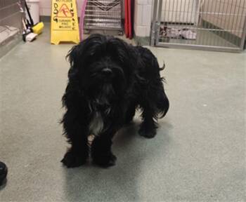 A176232 -  Mixed Breed Dog for Adoption in Santa Fe, New Mexico - A176232 | PetCurious