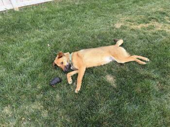 Shepherd Dogs Available for Adoption in Salt Lake City, Utah - Melvinn | PetCurious