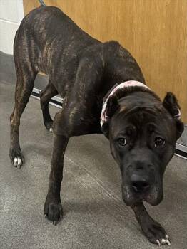 SURI -  Cane Corso Dog for Adoption - SURI | PetCurious
