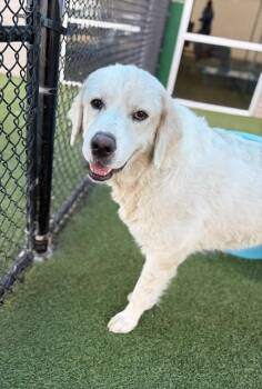 CUDDLES -  Golden Retriever and Mixed Breed Dog for Adoption in Dallas, Texas - CUDDLES | PetCurious