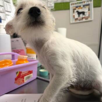 Mighty Mouse -  Mixed Breed Dog for Adoption in Columbiana, Alabama - Mighty Mouse | PetCurious