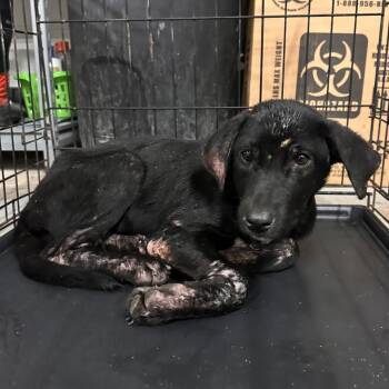 JoJo -  Shepherd Dog Available for Adoption in Edinburg, Texas - JoJo | PetCurious