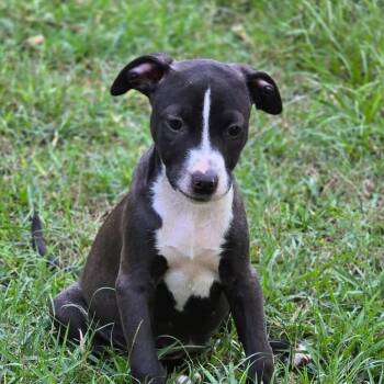 Rescue Catahoula Leopard Dog Dogs for Adoption in Brewton, Alabama - Zara | PetCurious