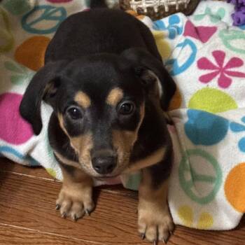 Izzy Pup: Summer -  Dachshund and Mixed Breed Dog for Adoption in Falls Church, Virginia - Izzy Pup: Summer | PetCurious