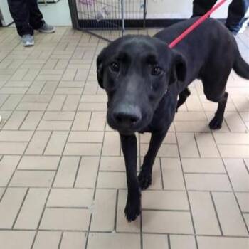 Mixed Breed Dogs Available for Adoption - Brad | PetCurious