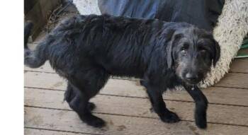 Belgian Shepherd Malinois and Standard Poodle Dogs Available for Adoption in Kenhorst, Pennsylvania - Chewbarka | PetCurious