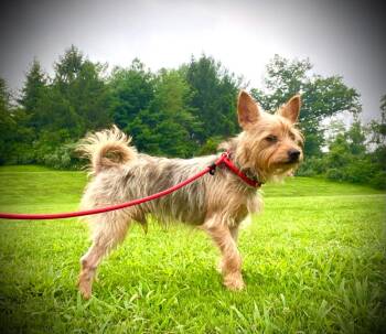 Snoopy -  Yorkshire Terrier and Chihuahua Dog for Adoption in Trenton, New Jersey - Snoopy | PetCurious