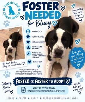 Bluey(Carnation) -  Great Pyrenees and Pit Bull Terrier Dog for Adoption in Port St. Lucie, Florida - Bluey(Carnation) | PetCurious