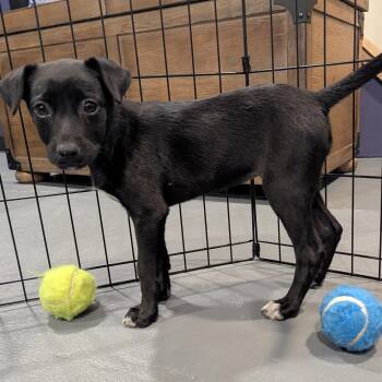 Miniature Schnauzer and Labrador Retriever Dogs Available for Adoption in Sparta, New Jersey - Eloise | PetCurious