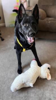 German Shepherd Dog and Belgian Shepherd Malinois Dogs Available for Adoption - Gage 7295 | PetCurious