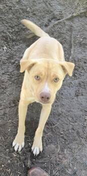 Rescue Labrador Retriever and Pit Bull Terrier Dogs for Adoption in Shelby County, Texas - Hopper | PetCurious