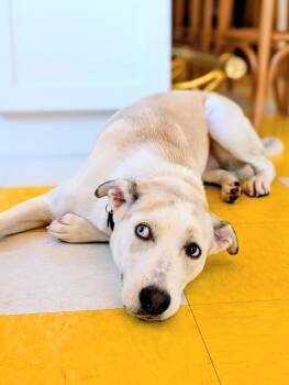 Rescue Yellow Labrador Retriever and Chihuahua Dogs for Adoption in Pass Christian, Mississippi - Cheyenne | PetCurious