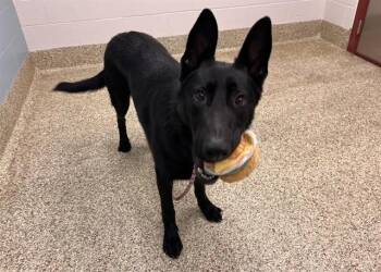 WHITE -  German Shepherd Dog Dog for Adoption in Colorado Springs, Colorado - WHITE | PetCurious