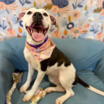 Rain Drop Petite Wiggle Bloom -  Pit Bull Terrier and Boxer Dog for Adoption in Friendswood, Texas - Rain Drop Petite Wiggle Bloom | PetCurious