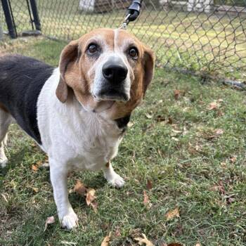 (Found) Big Dan -  Beagle and Mixed Breed Dog for Adoption in Cabot, Arkansas - (Found) Big Dan | PetCurious