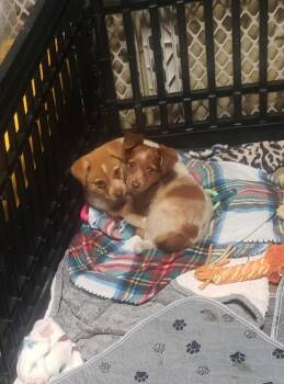 Rescue Australian Shepherd and Terrier Dogs for Adoption in Fresno, California - Leo | PetCurious