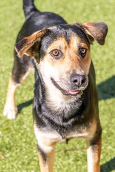 Hound Dogs Available for Adoption in Hilton Head Island, South Carolina - Trent | PetCurious