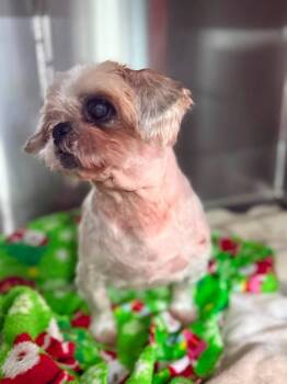 Elmont -  Shih Tzu Dog for Adoption in Sebastian, Florida - Elmont | PetCurious