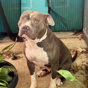 Lola Bunny -  Pit Bull Terrier Dog for Adoption in Brentwood, Tennessee - Lola Bunny | PetCurious