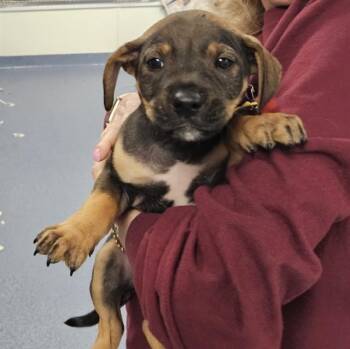 Beagle and German Shepherd Dog Dogs Available for Adoption - SAGEBRUSH | PetCurious