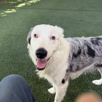 Willie -  Border Collie and Australian Shepherd Dog for Adoption in Brentwood, Tennessee - Willie | PetCurious