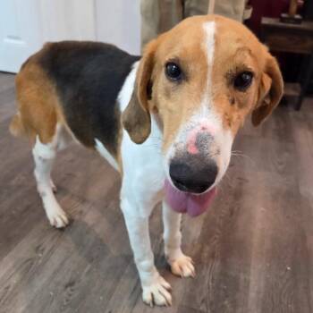 Rhodes -  Hound Dog for Adoption in Gloucester, Virginia - Rhodes | PetCurious