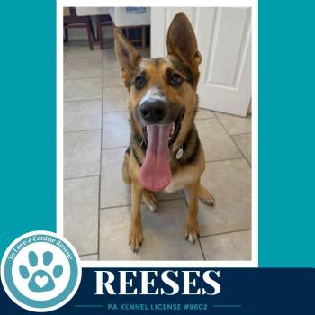 Reeses (Candy Bar Crew) 031823 -  German Shepherd Dog Dog Available for Adoption in Kimberton, Pennsylvania - Reeses (Candy Bar Crew) 031823 | PetCurious