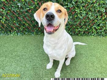 Mixed Breed Dogs Available for Adoption - DAKOTA | PetCurious