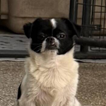 Jack Daddy Joy -  Jack Russell Terrier and Shih Tzu Dog for Adoption in Andover, Massachusetts - Jack Daddy Joy | PetCurious