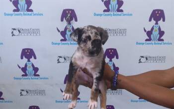 Australian Shepherd and Mixed Breed Dogs Available for Adoption in Orlando, Florida - A593786 | PetCurious