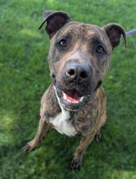 Tiger -  Mastiff Dog for Adoption in Valparaiso, Indiana - Tiger | PetCurious