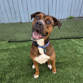 Rescue Mixed Breed Dogs for Adoption in Chicago, Illinois - Buster | PetCurious