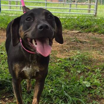 Whiskey -  Hound and Mixed Breed Dog for Adoption in Oak Ridge, Tennessee - Whiskey | PetCurious