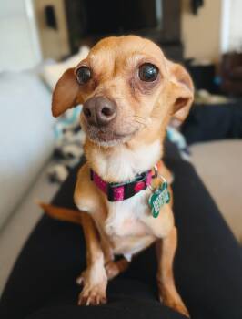 Nina -  Chihuahua and Dachshund Dog for Adoption in Atlanta, Georgia - Nina | PetCurious
