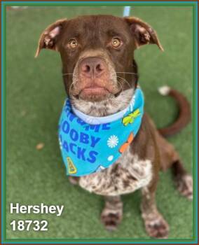 Hound and Pointer Dogs Available for Adoption in Marietta, Georgia - HERSHEY | PetCurious