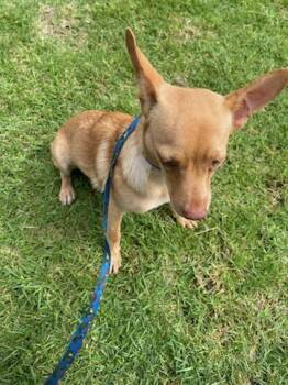 Rescue Chihuahua Dogs for Adoption in Chula Vista, California - Lola | PetCurious