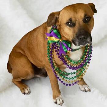 Black Mouth Cur Dogs Available for Adoption - Momma | PetCurious