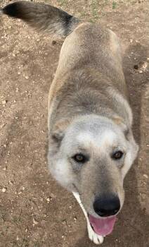 Mixed Breed Dogs Available for Adoption - Silverado | PetCurious